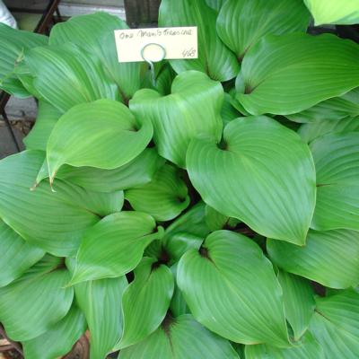 Hosta 'One Man's Treasure'